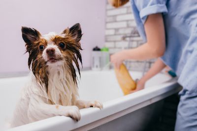 Pet Grooming and Pet Sitting Insurance in Albuquerque, NM by Route 66 Insurance, Inc.