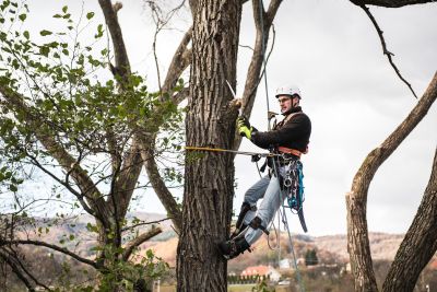 Tree Trimming Insurance in Albuquerque, NM by Route 66 Insurance, Inc.